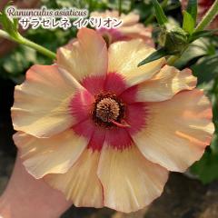 \̔ iLX hZ c TZl CpI 10.5cm|bg V䉀| h ԕc K[fjO c rnd 12{ȍ~