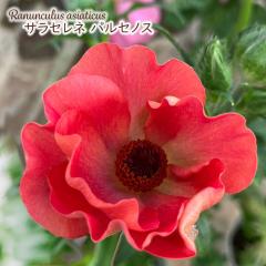 \̔ iLX hZ c TZl pZmX 10.5cm|bg V䉀| h ԕc K[fjO c rnd 12{ȍ~