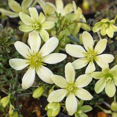 �N���}�`�X �c �s�N�V�[ �t�H�X�e���[�n 2�N���� �[���劔 12cm�|�b�g clm