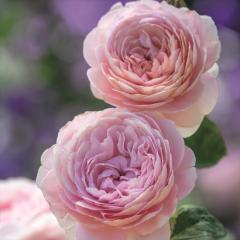 \̔ oc oc CObV[Y NB[IuXEF[f KN ΂  sN dva  2{ȍ~