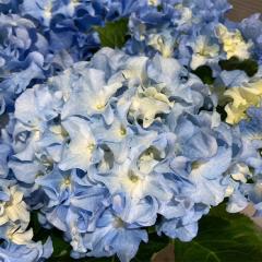 AWTC NCW[eVAu[ 10.5cm|bg nChWA c ԕc c  z yus