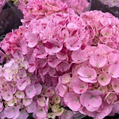 AWTC XvbV sN 10.5cm|bg hԉ nChWA c ԕc c  z yus