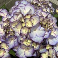 AWTC Ԗ͗l 10.5cm|bg  KAMOZNV nChWA c ԕc c  z yus