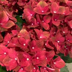 �A�W�T�C �x���x�b�g�r���[�e�B�[ 10.5cm�|�b�g �n�C�h�����W�A �c �ԕc �c�� �������� ���z�� yus