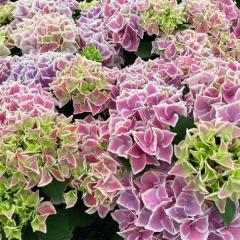 �A�W�T�C �z�b�g�`�{�� 10.5cm�|�b�g �n�C�h�����W�A �c �ԕc �c�� �������� ���z�� yus