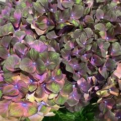 �A�W�T�C �}�W�J���`���R���[�g 10.5cm�|�b�g �n�C�h�����W�A �c �ԕc �c�� �������� ���z�� yus