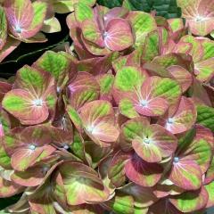 �A�W�T�C �}�W�J���O���[���t�@�C���[ 10.5cm�|�b�g �n�C�h�����W�A �c �ԕc �c�� �������� ���z�� yus