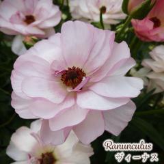 \̔ iLX bNX c B[iX 10.5cm|bg h ԕc K[fjO c tod 12{ȍ~