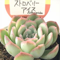�����A�� ksw�G�P�x���A �X�g���x���[�A�C�X �������X����c �G�P�x���A 6cm�|�b�g