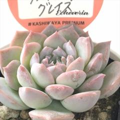 �����A�� ksw�G�P�x���A �A���C�W���O�O���C�X �������X����c �G�P�x���A 6cm�|�b�g