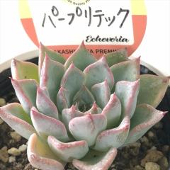 �����A�� ksw�G�P�x���A �p�[�v���e�b�N �������X����c �G�P�x���A 6cm�|�b�g