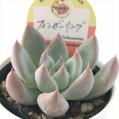 A kswGPxA tBK[O Xc GPxA 6cm|bg