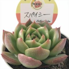 �����A�� ksw�G�P�x���A �X�p�C�V�[ �������X����c �G�P�x���A 6cm�|�b�g