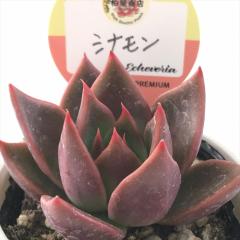 �����A�� ksw�G�P�x���A �V�i���� �������X����c �G�P�x���A 6cm�|�b�g