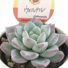 �����A�� ksw�G�P�x���A �E�F���e�� �������X����c �G�P�x���A 6cm�|�b�g