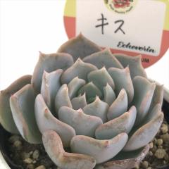 A kswGPxA LX Xc GPxA 6cm|bg