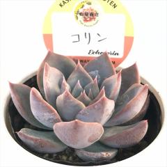 �����A�� ksw�G�P�x���A �R���� �������X����c �G�P�x���A 6cm�|�b�g