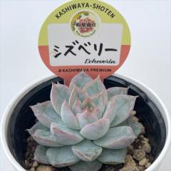 A kswGPxA VYx[ Xc GPxA 6cm|bg