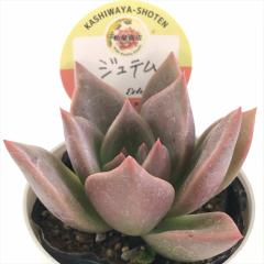 �����A�� ksw�G�P�x���A �W���e�� �������X����c �G�P�x���A 6cm�|�b�g