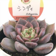 A kswGPxA VfB Xc GPxA 6cm|bg