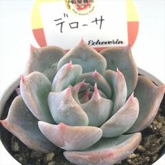 A kswGPxA f[T Xc GPxA 6cm|bg