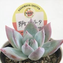 �����A�� ksw�G�P�x���A �쐶�R�����[�^ �������X����c �G�P�x���A 6cm�|�b�g