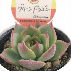 A kswGPxA O[hS Xc GPxA 6cm|bg