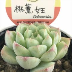 �����A�� ksw�G�P�x���A ���O���� �������X����c �G�P�x���A 6cm�|�b�g