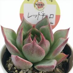 A kswGPxA bh`q Xc GPxA 6cm|bg