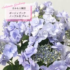 AWTC |[WBu[P m[u2 u[ 9cm`10.5cm|bg PVP Ɖ| nChWA c ԕc c  z smt