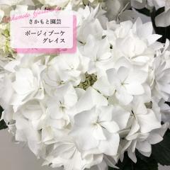 �\��̔� �A�W�T�C �|�[�W�B�u�[�P �O���C�X 9cm�`10.5cm�|�b�g �o�^�i�� �������Ɖ��| �n�C�h�����W�A �c �ԕc �c�� �������� ���z�� sm