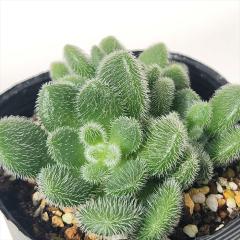�����A�� se�Z�_�� �q���g�j�[ �����A�� �Z�_�� 7.5cm�|�b�g