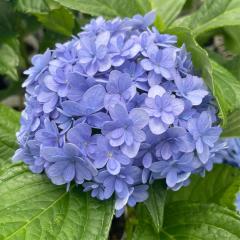 �\��̔� �A�W�T�C �Ă܂�Ă܂� 9cm�|�b�g ���� KAMO�Z���N�V���� �n�C�h�����W�A �c �ԕc �c�� �������� ���z�� sat 3�����{�ȍ~����