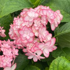 �\��̔� �A�W�T�C �ЂȍՂ胋�i 9cm�|�b�g ���� KAMO�Z���N�V���� �n�C�h�����W�A �c �ԕc �c�� �������� ���z�� sat 3�����{�ȍ~����