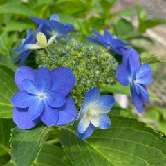 �\��̔� �A�W�T�C �Î� 9cm�|�b�g ���� KAMO�Z���N�V���� �n�C�h�����W�A �c �ԕc �c�� �������� ���z�� sat 3�����{�ȍ~����