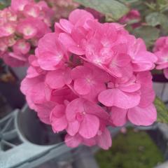 �A�W�T�C �A�����[�� 9cm�|�b�g �n�C�h�����W�A �c �ԕc �c�� �������� ���z�� sat