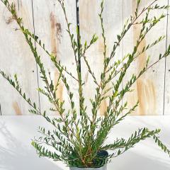 �������E�J �R�b�g���L�����f�B�[ �s���N 7.5cm�|�b�g �e�B�[�c���[ �n�[�u�c Herb �I�[�W�[�v�����c �c�� �Ԗ�