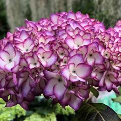 AWTC  9cm|bg nChWA c ԕc c  z fea