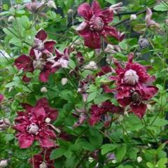 �\��̔� �N���}�`�X �c �p�[�v���A�v���i�G���K���X �r�`�Z���n ���{����̃N���}�`�X 3���|�b�g sugi 3����{�ȍ~����