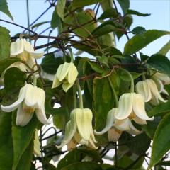 �\��̔� �N���}�`�X �c �����i�l���V�X �J���p�l���n ���{����̃N���}�`�X 3���|�b�g sugi 3����{�ȍ~����