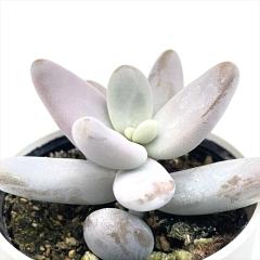 �����A�� hm�Z�_�� �N���C�M�[ �����A�� �Z�_�� 6cm�|�b�g