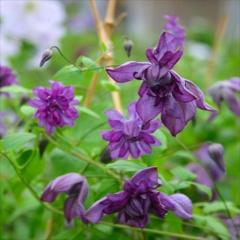 �\��̔� �N���}�`�X �c �t���[���v���m �i���A���[���[�Y�j �r�`�Z���n ���{����̃N���}�`�X 3���|�b�g sugi 3����{�ȍ~����