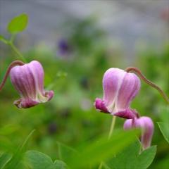 �\��̔� �N���}�`�X �c �|���p�h�[���s���N ���B�I���i�n ���{����̃N���}�`�X 3���|�b�g sugi 3����{�ȍ~����