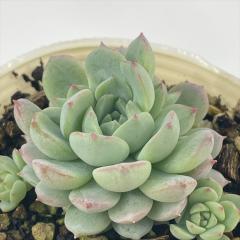 A sbGPxA sN[T A GPxA 7.5cm|bg