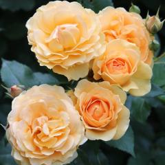 �\��̔� �o�� �c �o�� �V�c ���[�i�[�Y���[�[�X �j�����@�[�i �K�N �΂� �������� �A�v���R�b�g�I�����W omms 4�����{�ȍ~����