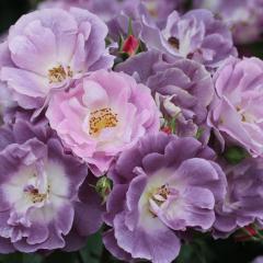 �\��̔� �o�� �c �o�� �V�c ���[�i�[�Y���[�[�X �u���[�t�H�[���[ �K�N �΂� �������� �� omms 4�����{�ȍ~����