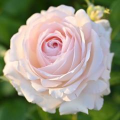 �\��̔� �o�� �c �o�� �V�c �f���o�[�� ���\���@�W�[�k�e���G�p�b�V���� �i��o�^�o�蒆 �l�G�炫 �K�N �΂� �������� �s���N has 5����