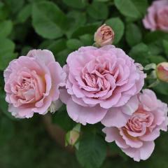 �\��̔� �o�� �c �o�� �V�c �h���� �t���[ �i��o�^�o�蒆 �l�G�炫 �K�N �΂� �������� �s���N has 4�����{�ȍ~����