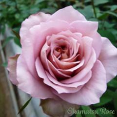 �\��̔� �o���c �o���V�c �I�b�|�Z���^�[ �_��i�� �K�N �΂� ���Y�c �������[�Y �I���W�i���i�� 2way���[�Y oks 4�����{�ȍ~����