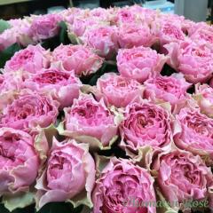 �\��̔� �o���c �o���V�c �J�[���g �_��i�� �K�N �΂� ���Y�c �������[�Y �I���W�i���i�� 2way���[�Y oks 4�����{�ȍ~����